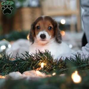 Theo, Dachshund Puppy