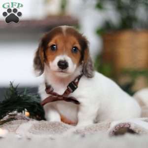 Theo, Dachshund Puppy