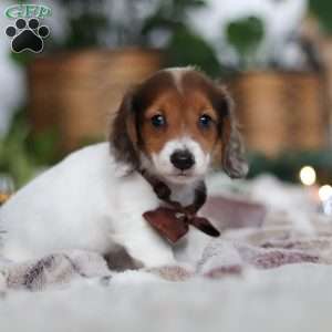 Theo, Dachshund Puppy