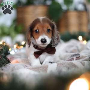 Theo, Dachshund Puppy