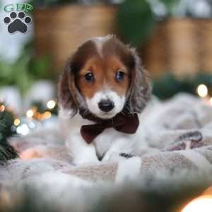 Theo, Dachshund Puppy