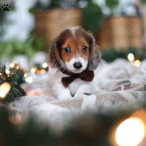 Theo, Dachshund Puppy