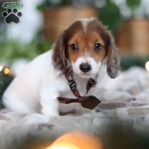 Theo, Dachshund Puppy