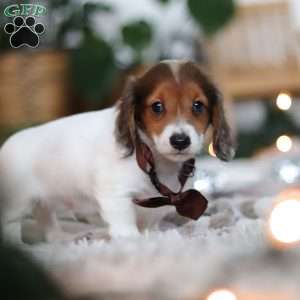 Theo, Dachshund Puppy