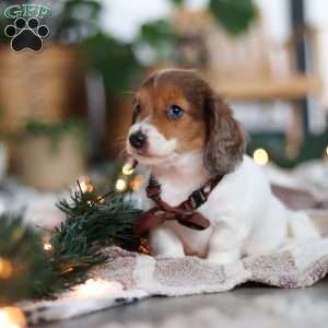 Theo, Dachshund Puppy