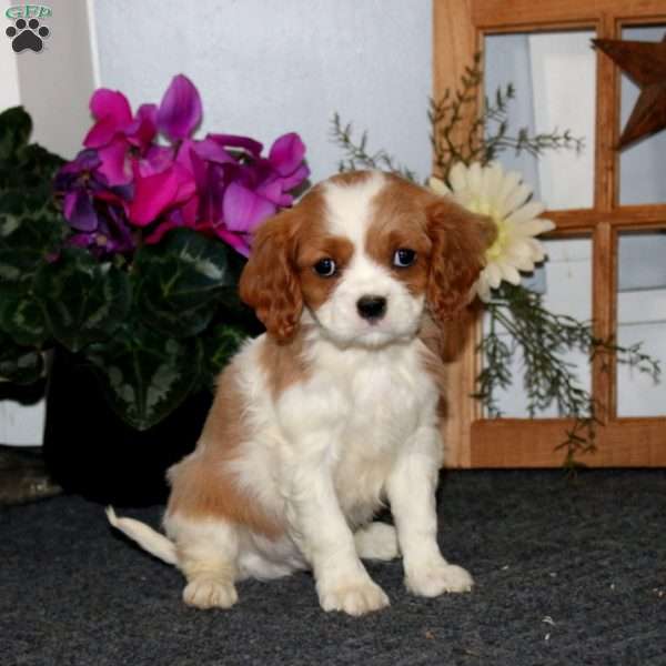 Thomas, Cavalier King Charles Spaniel Puppy