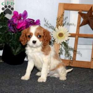 Thomas, Cavalier King Charles Spaniel Puppy