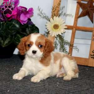 Thomas, Cavalier King Charles Spaniel Puppy