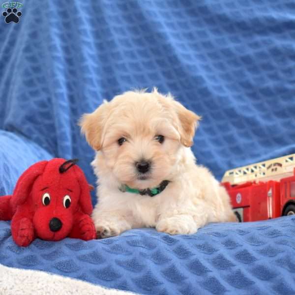 Thumper, Maltipoo Puppy