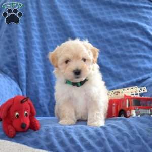 Thumper, Maltipoo Puppy
