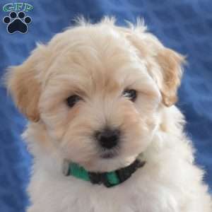 Thumper, Maltipoo Puppy