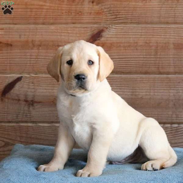 Thunder, Yellow Labrador Retriever Puppy