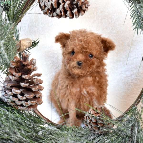 Tigger, Toy Poodle Puppy
