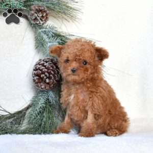Tigger, Toy Poodle Puppy