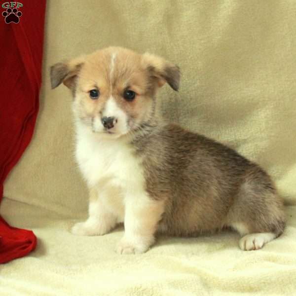 Tillie, Pembroke Welsh Corgi Puppy