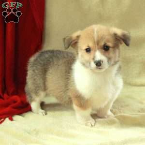 Tillie, Pembroke Welsh Corgi Puppy