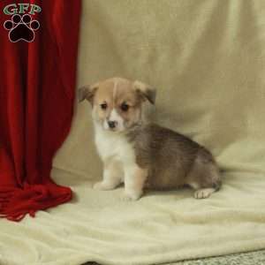 Tillie, Pembroke Welsh Corgi Puppy