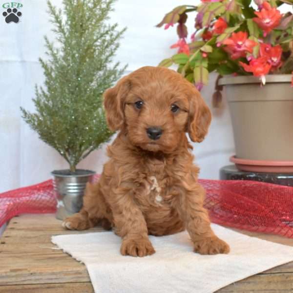 Timber, Cavapoo Puppy