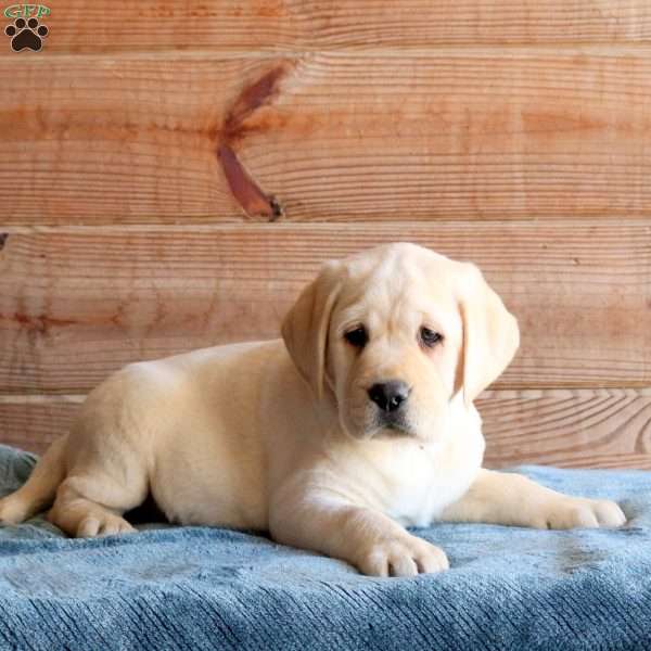 Timber, Yellow Labrador Retriever Puppy