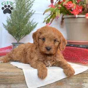 Timber, Cavapoo Puppy