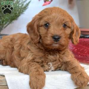Timber, Cavapoo Puppy