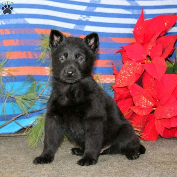 Timber, German Shepherd Puppy
