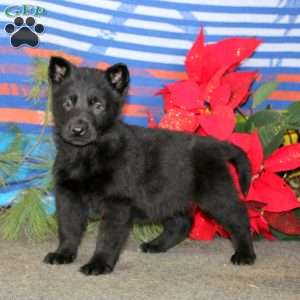 Timber, German Shepherd Puppy