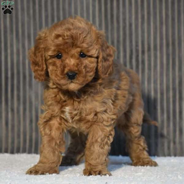 Timmy, Miniature Poodle Puppy