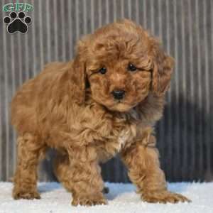 Timmy, Miniature Poodle Puppy