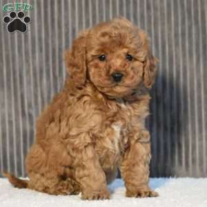 Timmy, Miniature Poodle Puppy