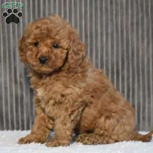 Timmy, Miniature Poodle Puppy
