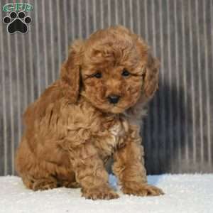 Timmy, Miniature Poodle Puppy