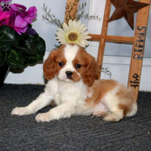Timmy, Cavalier King Charles Spaniel Puppy