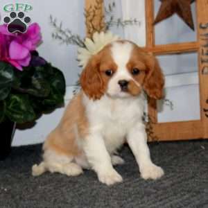 Timmy, Cavalier King Charles Spaniel Puppy