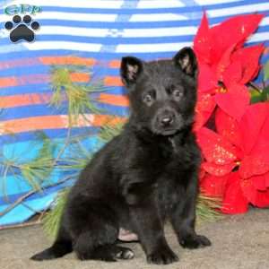 Timber, German Shepherd Puppy