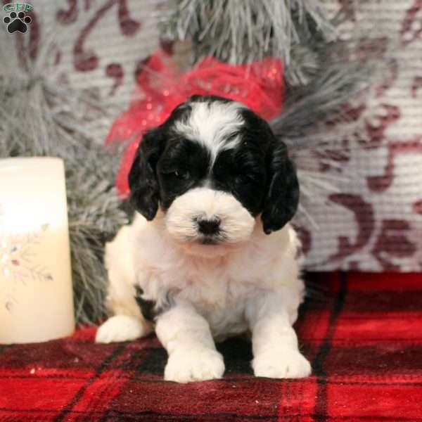 Tina, Cockapoo Puppy