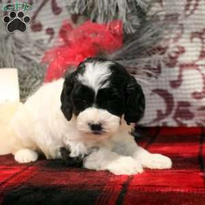 Tina, Cockapoo Puppy