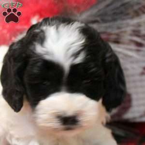 Tina, Cockapoo Puppy