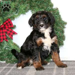 Tina, Bernedoodle Puppy