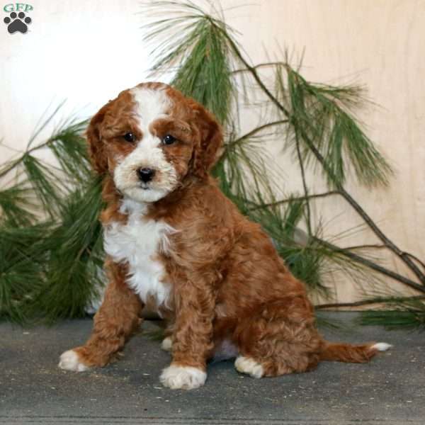 Tina, Mini Labradoodle Puppy