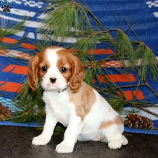 Tina, Cavalier King Charles Spaniel Puppy
