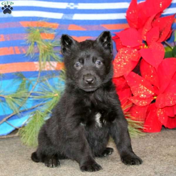 Tina, German Shepherd Puppy