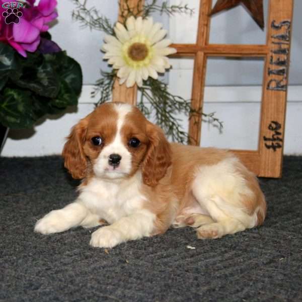 Tina, Cavalier King Charles Spaniel Puppy