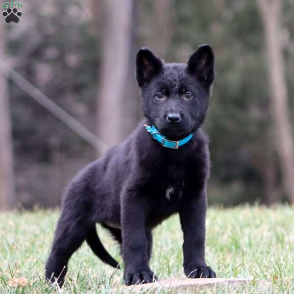 Tina, German Shepherd Puppy