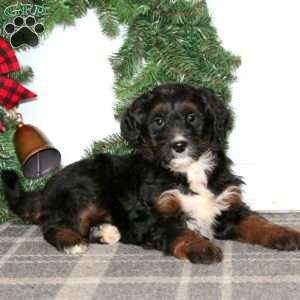 Tina, Bernedoodle Puppy