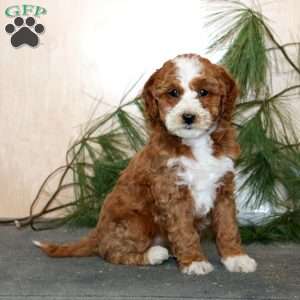 Tina, Mini Labradoodle Puppy