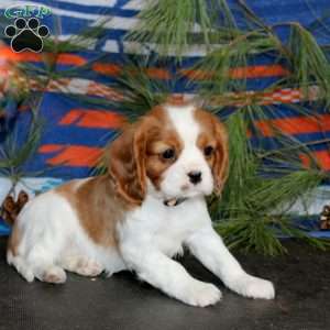 Tina, Cavalier King Charles Spaniel Puppy