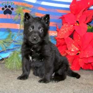 Tina, German Shepherd Puppy