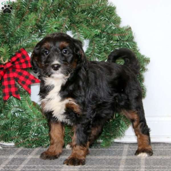 Tina, Bernedoodle Puppy