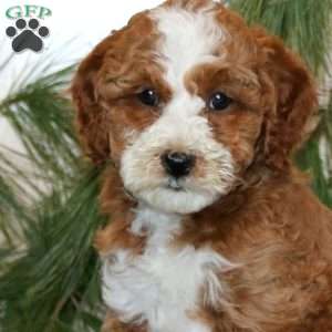 Tina, Mini Labradoodle Puppy